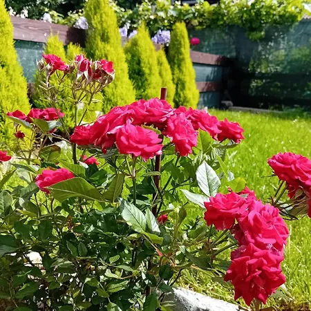 Apartamento Le Petit Bijou *